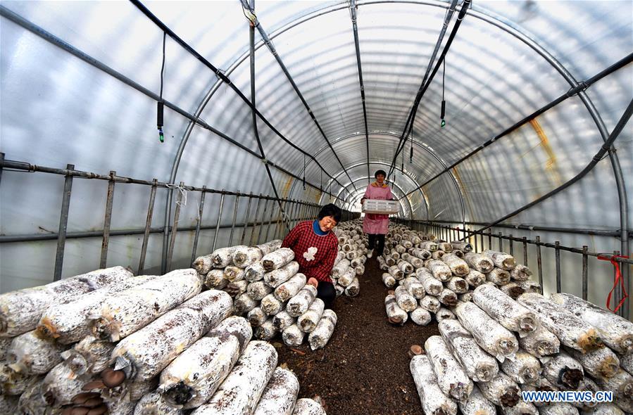 #CHINA-SHANDONG-WINTER-FARM WORK (CN)