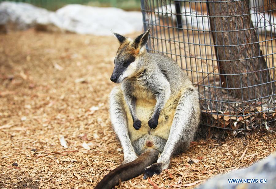 Feature Aussie National Zoo and Aquarium helps animal cool down in