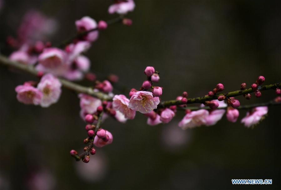 #CHINA-XUANEN-PLUM FLOWERS (CN)