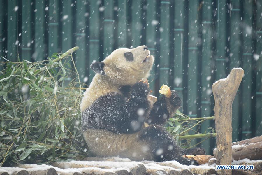 #CHINA-BEIJING-SNOW-GIANT PANDA (CN)