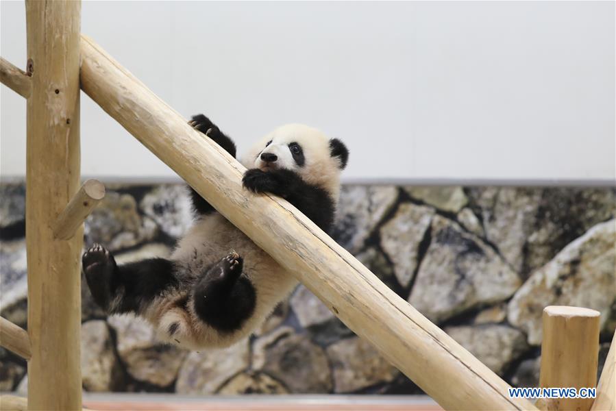 JAPAN-WAKAYAMA-PANDA-HALF BIRTHDAY