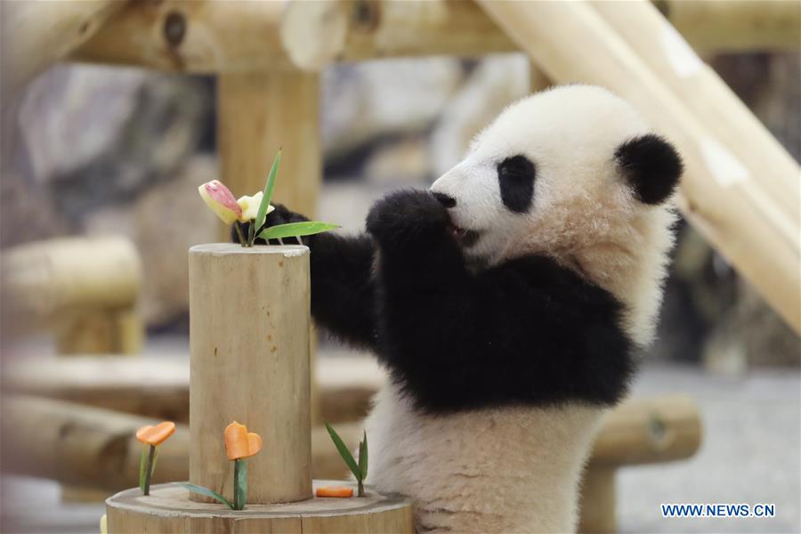 JAPAN-WAKAYAMA-PANDA-HALF BIRTHDAY