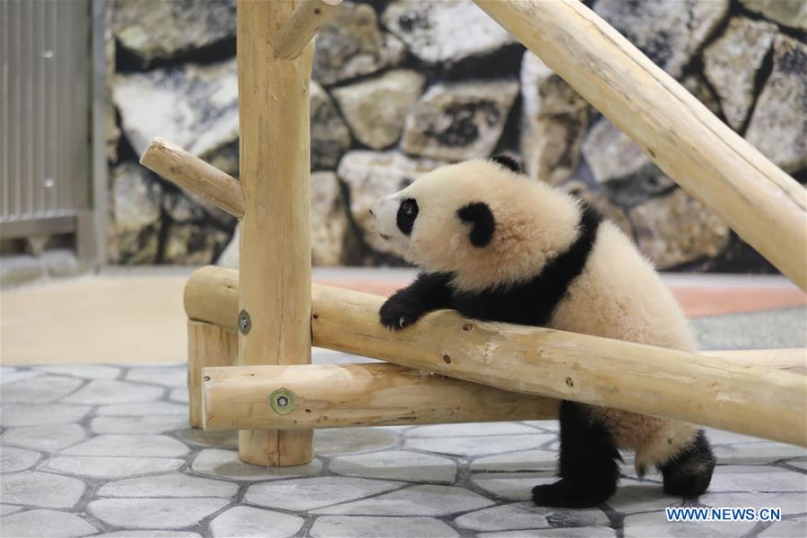 JAPAN-WAKAYAMA-PANDA-HALF BIRTHDAY