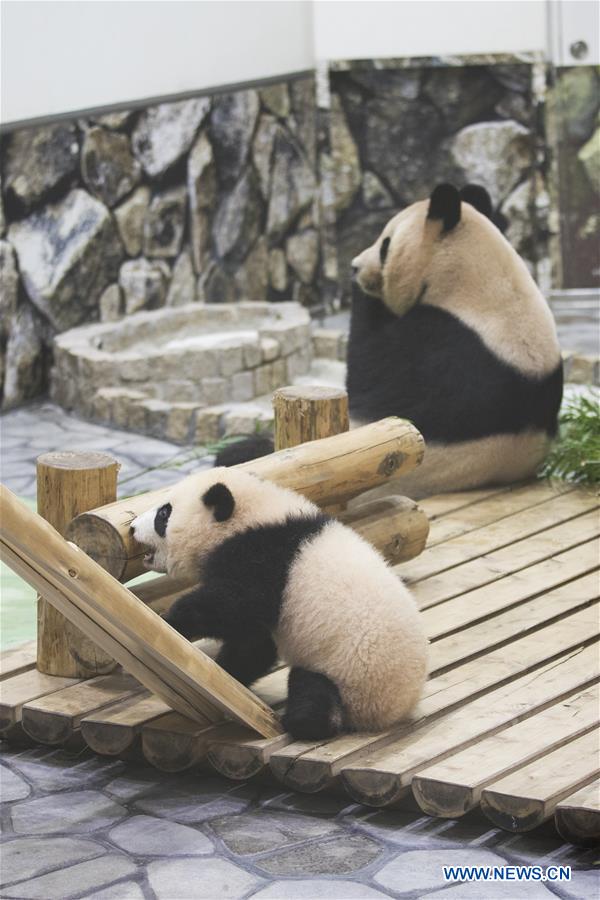 JAPAN-WAKAYAMA-PANDA-HALF BIRTHDAY