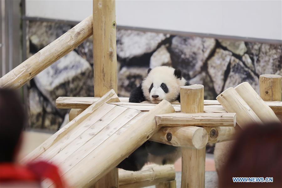 JAPAN-WAKAYAMA-PANDA-HALF BIRTHDAY