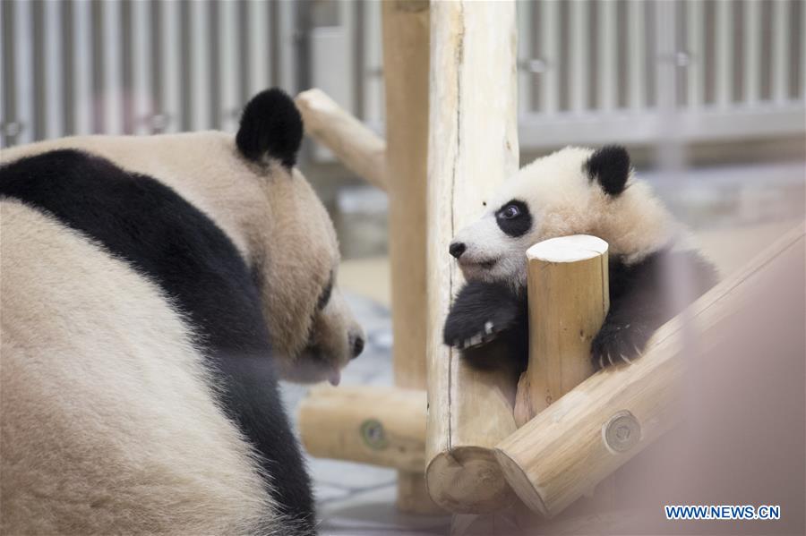 JAPAN-WAKAYAMA-PANDA-HALF BIRTHDAY