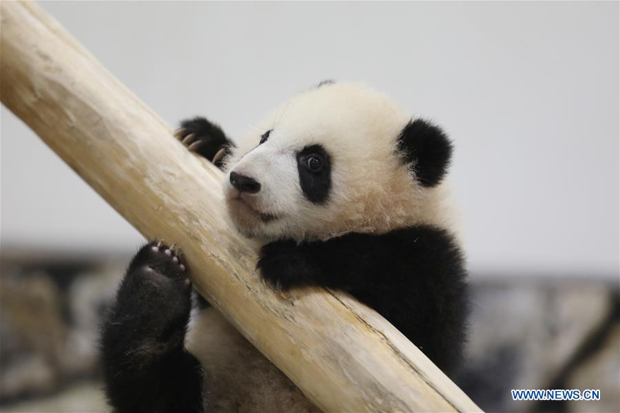 JAPAN-WAKAYAMA-PANDA-HALF BIRTHDAY