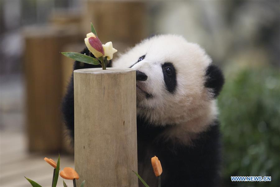 JAPAN-WAKAYAMA-PANDA-HALF BIRTHDAY