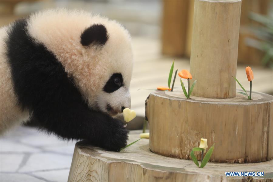 JAPAN-WAKAYAMA-PANDA-HALF BIRTHDAY