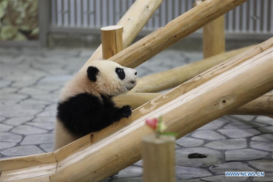 JAPAN-WAKAYAMA-PANDA-HALF BIRTHDAY