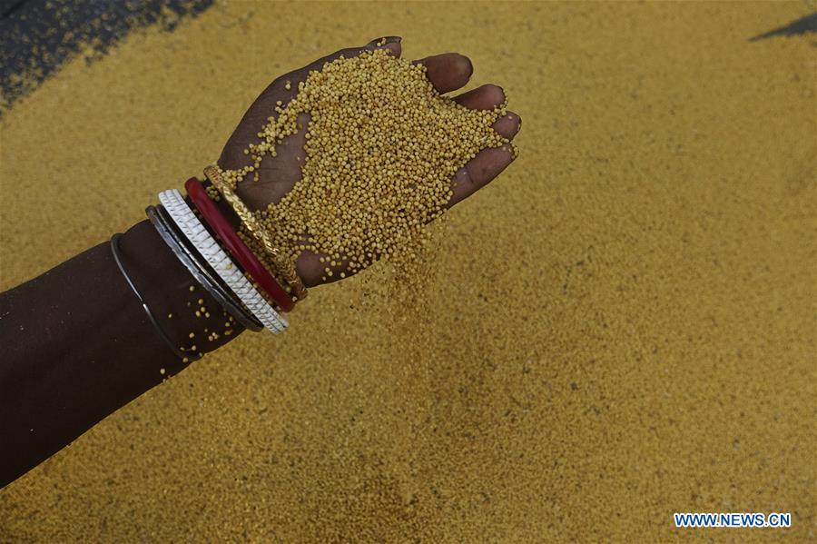 INDIA-KOLKATA-MUSTARD-AGRICULTURE