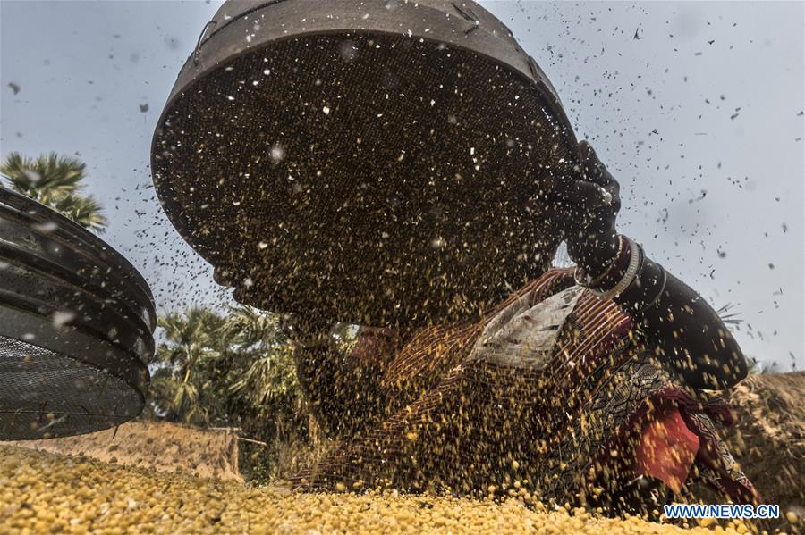 INDIA-KOLKATA-MUSTARD-AGRICULTURE