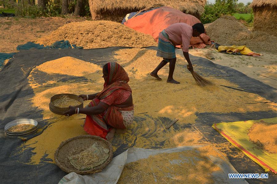 INDIA-KOLKATA-MUSTARD-AGRICULTURE