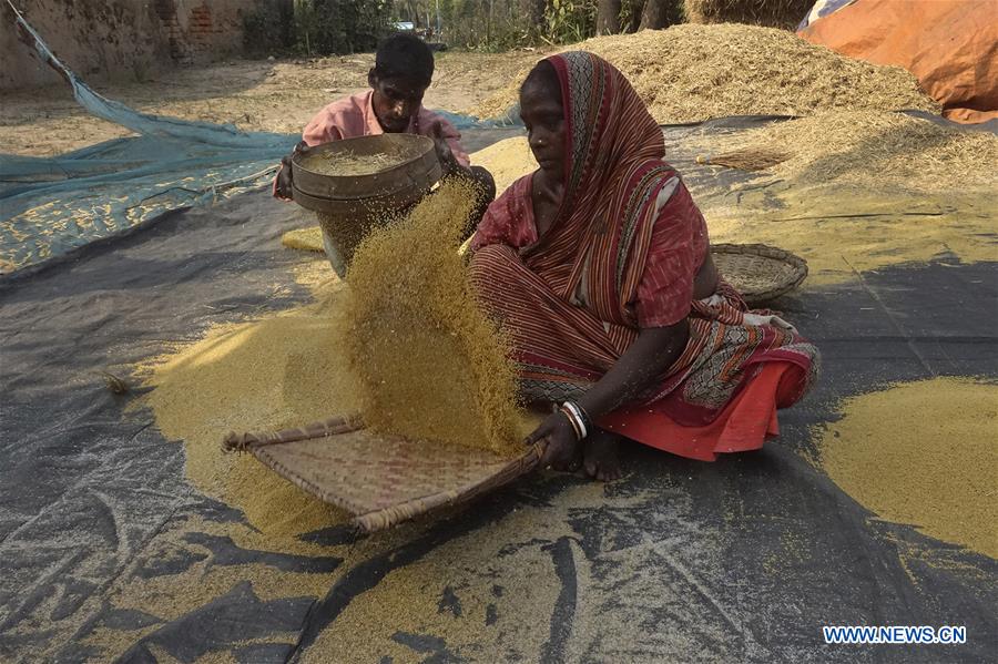 INDIA-KOLKATA-MUSTARD-AGRICULTURE