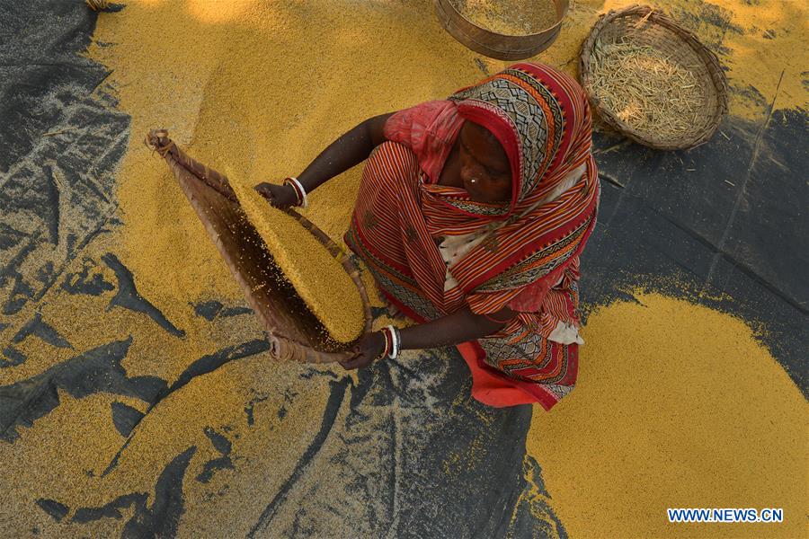 INDIA-KOLKATA-MUSTARD-AGRICULTURE