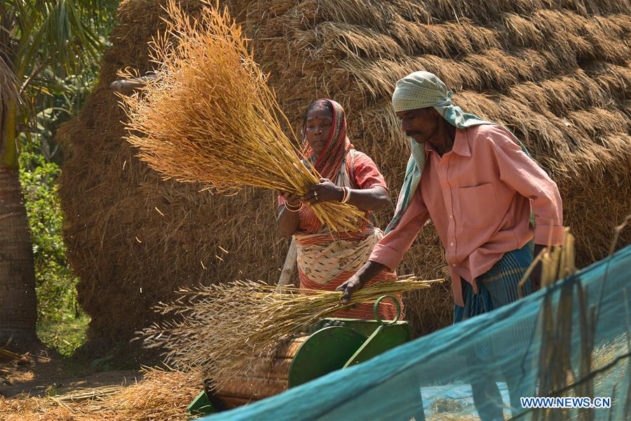 INDIA-KOLKATA-MUSTARD-AGRICULTURE