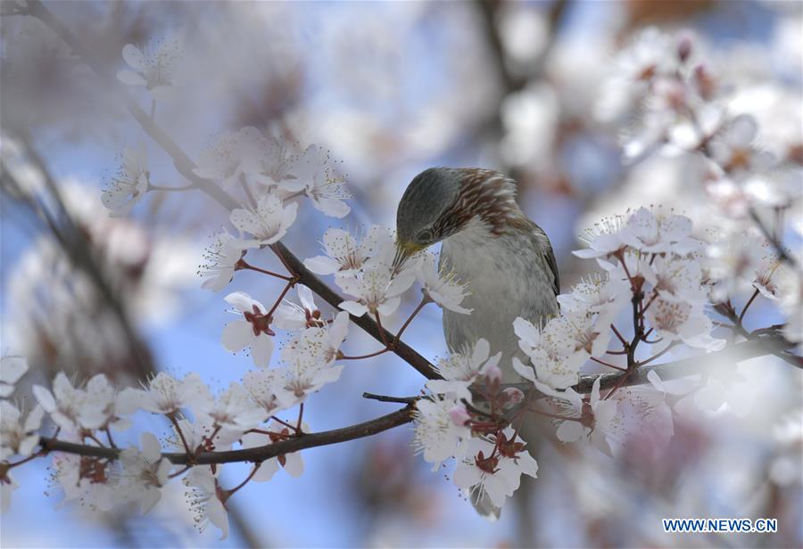 #CHINA-HUBEI-SPRING-FLOWER-BIRD (CN)