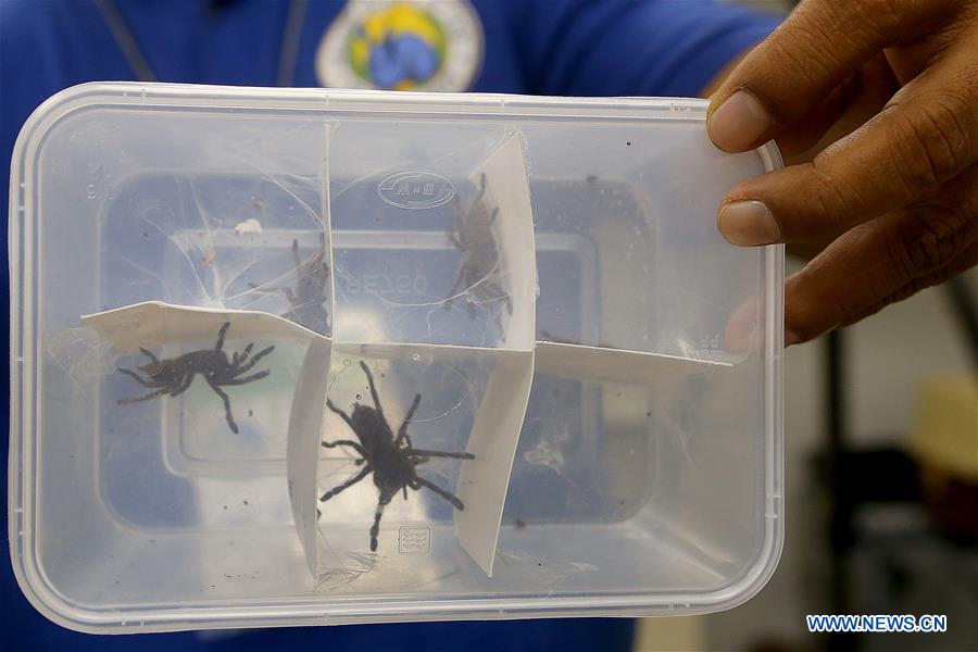 PHILIPPINES-QUEZON CITY-CONFISCATED VENOMOUS TARANTULAS