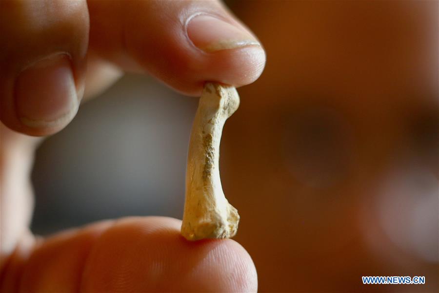 Remains of Homo luzonensis found in Callao Cave on Luzon Island, the