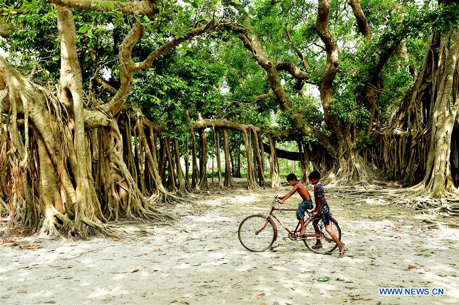 Centuriesold Banyan trees seen in Dhaka, Bangladesh Xinhua English