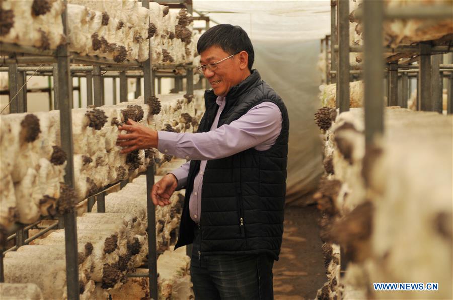 AUSTRALIA-CANBERRA-MUSHROOM FARM