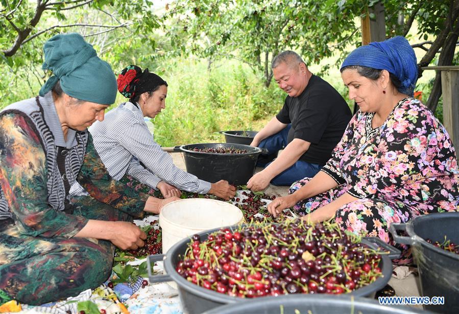 TAJIKISTAN-HISOR-CHERRY-ORCHARD