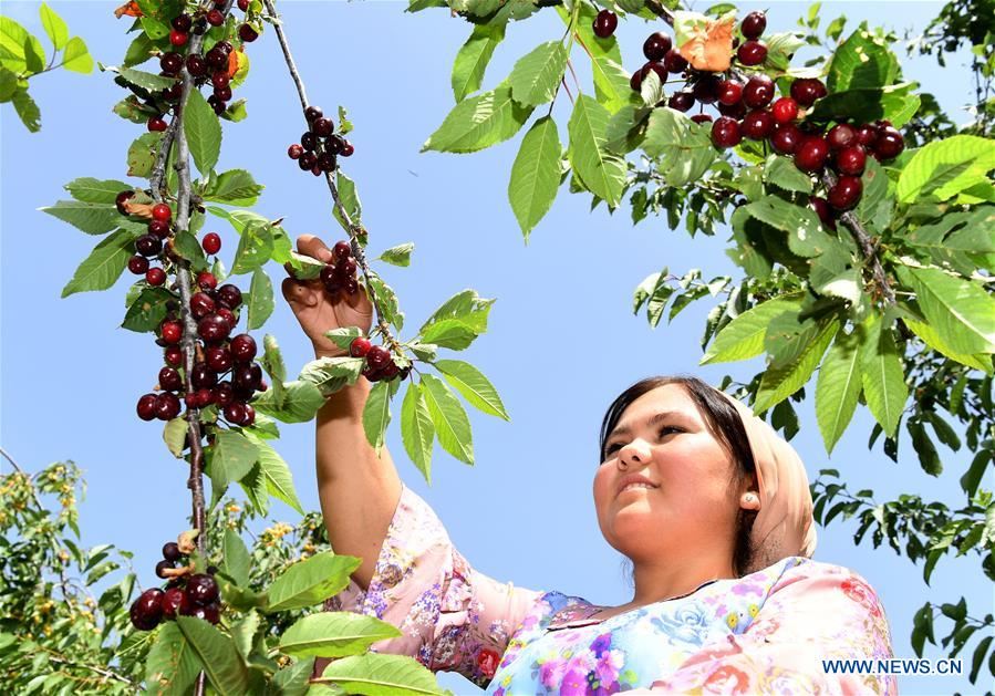 TAJIKISTAN-HISOR-CHERRY-ORCHARD