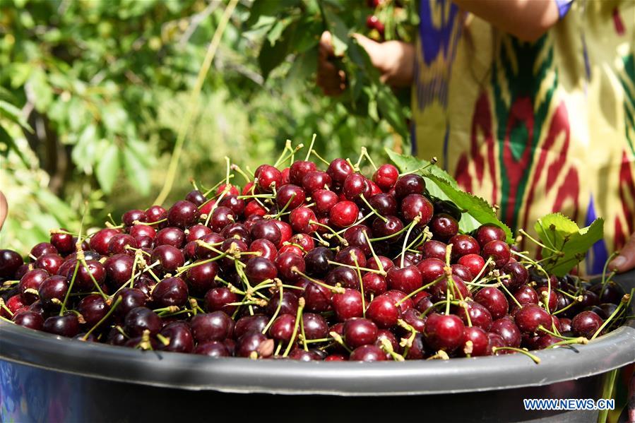 TAJIKISTAN-HISOR-CHERRY-ORCHARD
