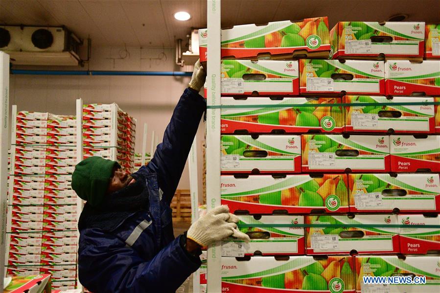 CHILE-SAN FERNANDO-PEAR EXPORTATION