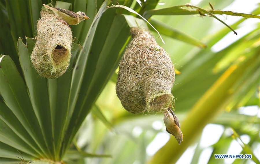 INDIA-AGARTALA-BAYA WAVER BIRD