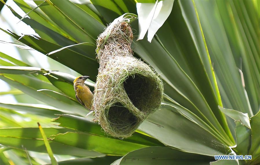 INDIA-AGARTALA-BAYA WAVER BIRD