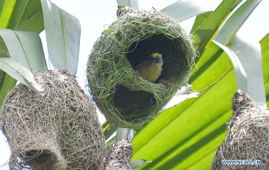INDIA-AGARTALA-BAYA WAVER BIRD