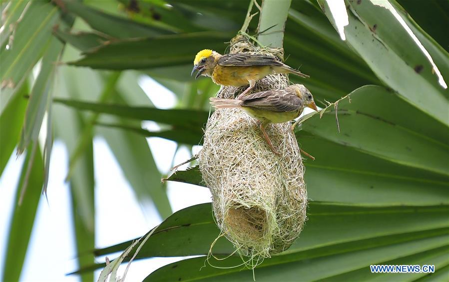 INDIA-AGARTALA-BAYA WAVER BIRD