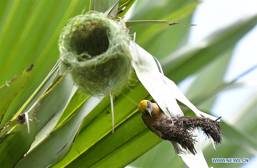 INDIA-AGARTALA-BAYA WAVER BIRD