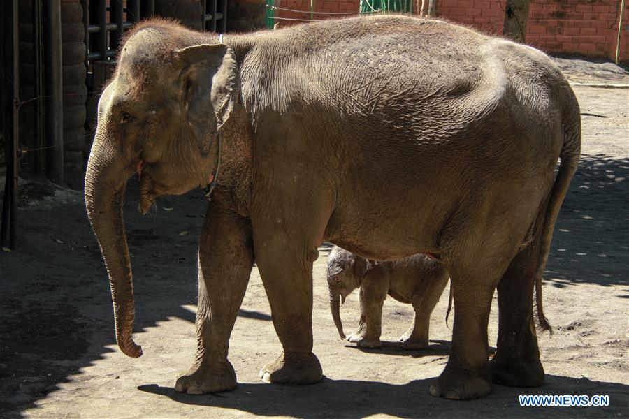 INDONESIA-MALANG-SUMATRA ELEPHANT BABY