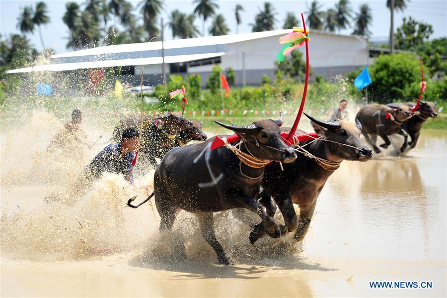 In pics: Wooden Plow Race in Thailand | English.news.cn