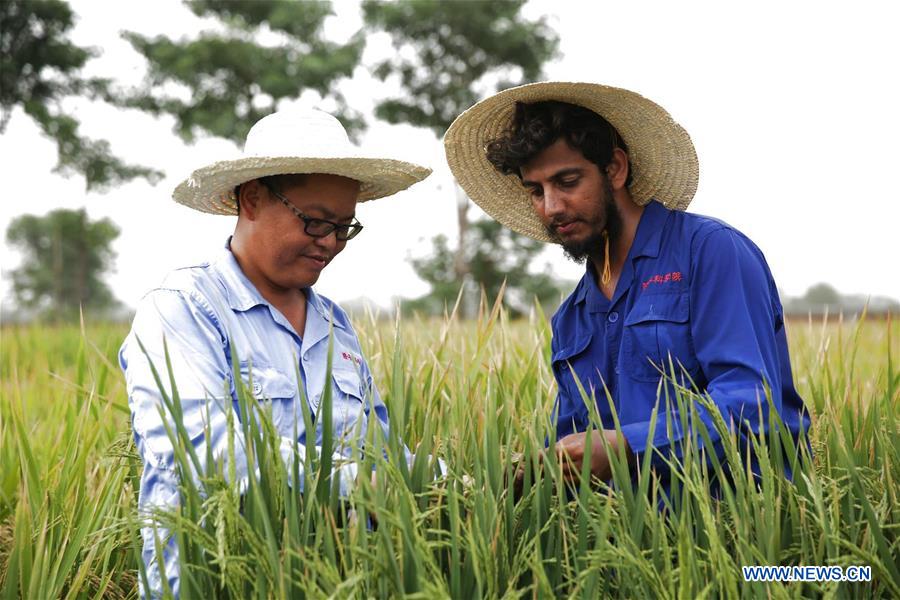 PAKISTAN-LAHORE-CHINA-HYBRID RICE