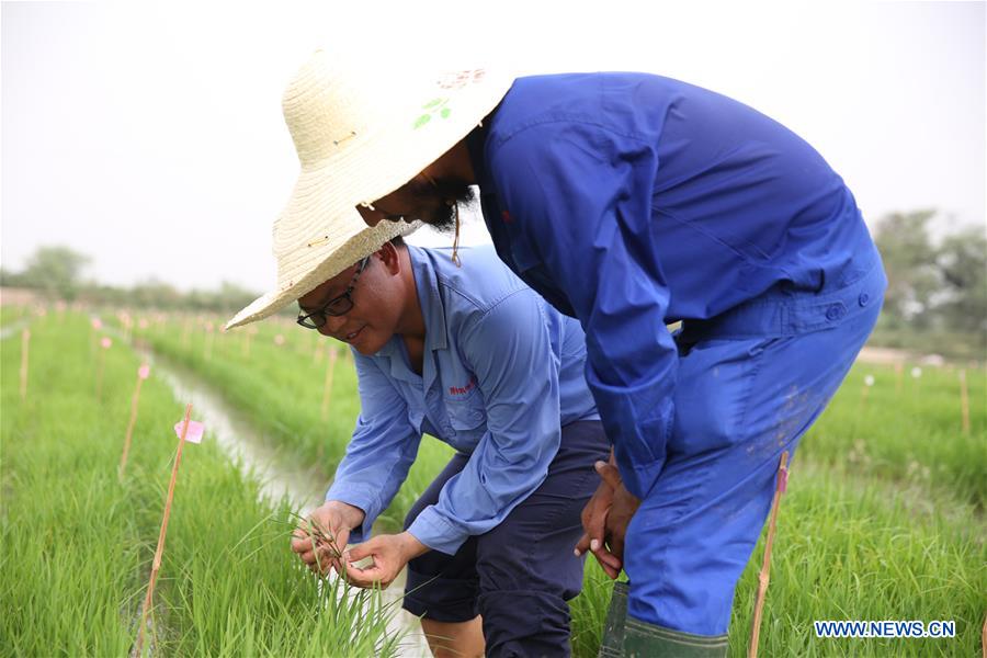 PAKISTAN-LAHORE-CHINA-HYBRID RICE