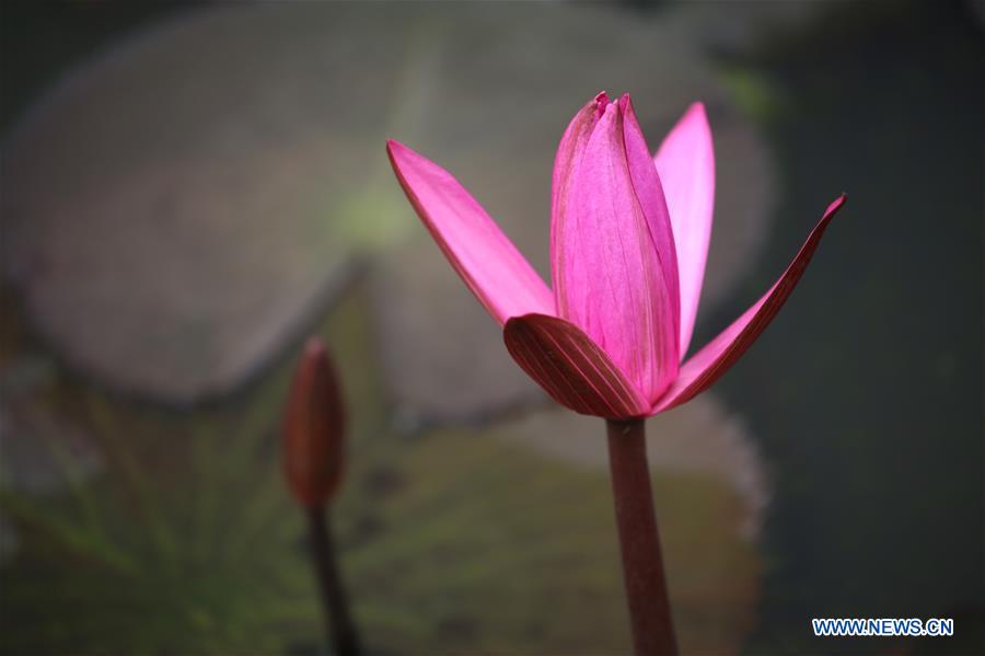 In pics lotus flowers in Yangon, Myanmar Xinhua English.news.cn