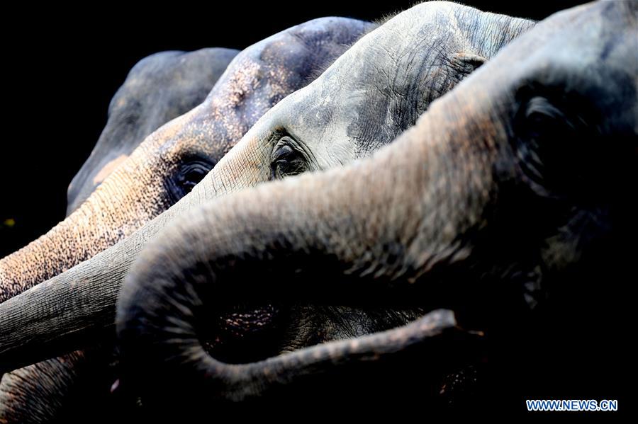 MYANMAR-YANGON-WORLD ELEPHANT DAY
