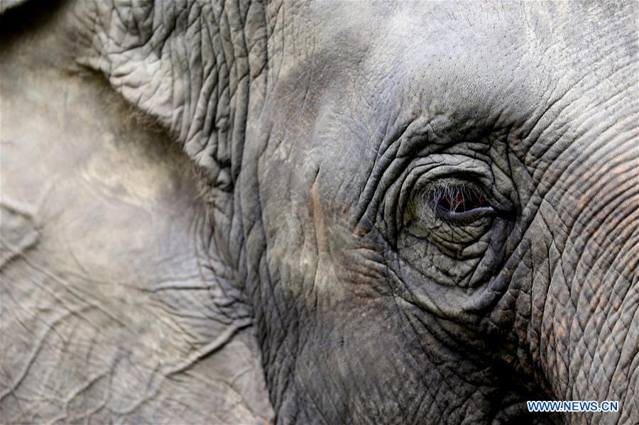 MYANMAR-YANGON-WORLD ELEPHANT DAY