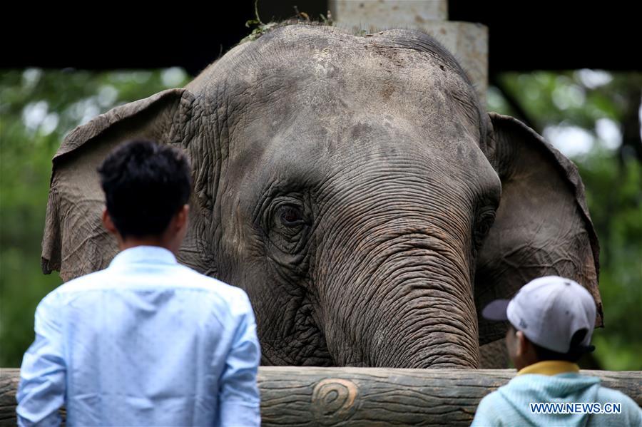 MYANMAR-YANGON-WORLD ELEPHANT DAY