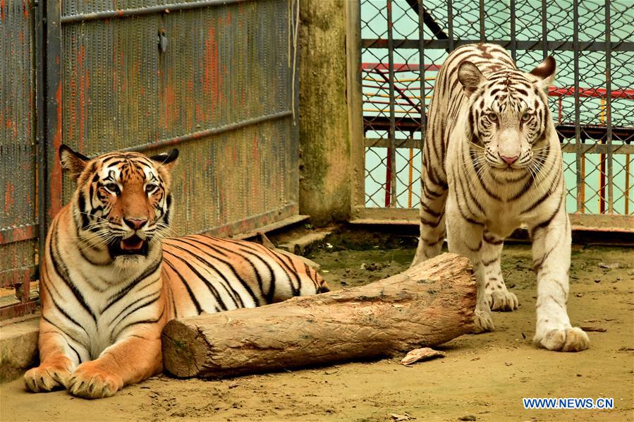 BANGLADESH-CHITTAGONG-ZOO-WHITE ALBINO BENGAL TIGER