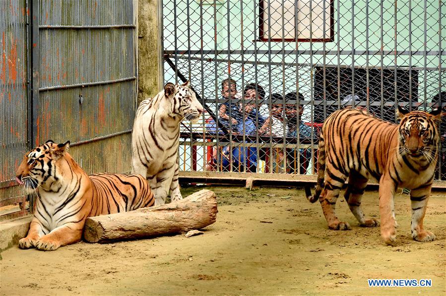 BANGLADESH-CHITTAGONG-ZOO-WHITE ALBINO BENGAL TIGER