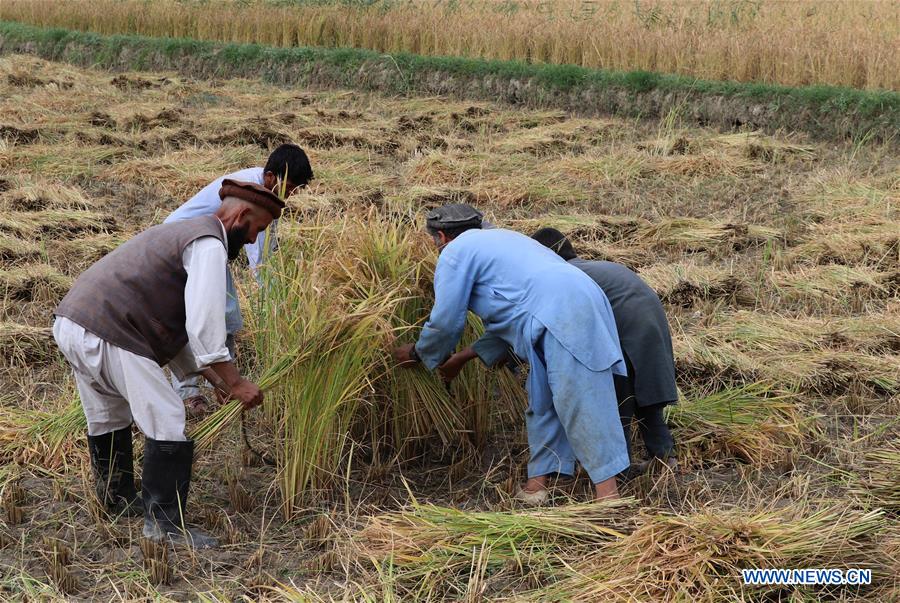 AFGHANISTAN-BAGHLAN-PADDY FIELD