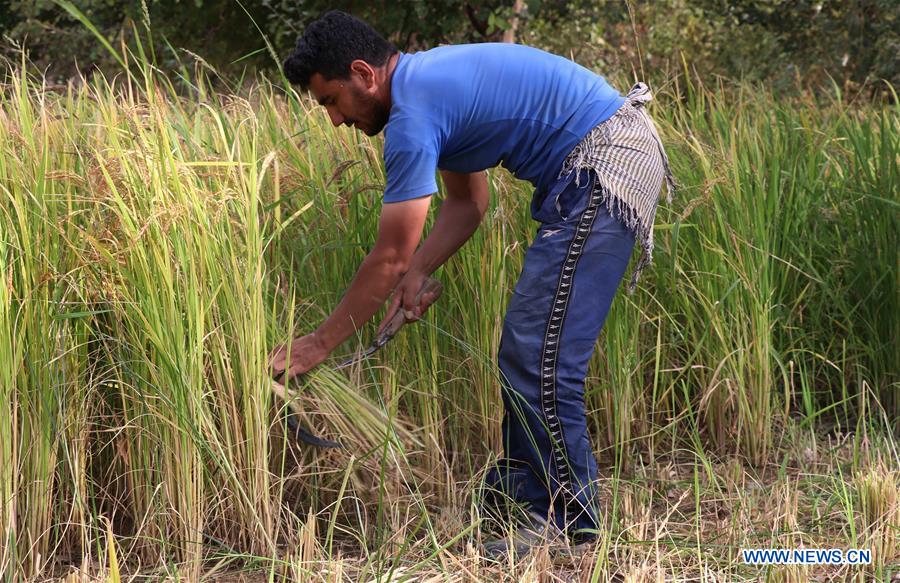 AFGHANISTAN-BAGHLAN-PADDY FIELD