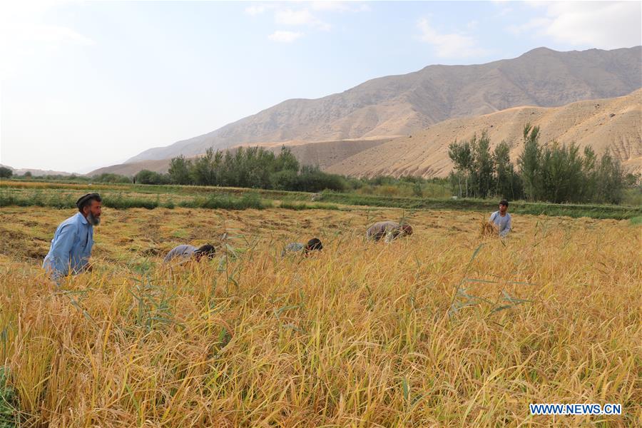 AFGHANISTAN-BAGHLAN-PADDY FIELD