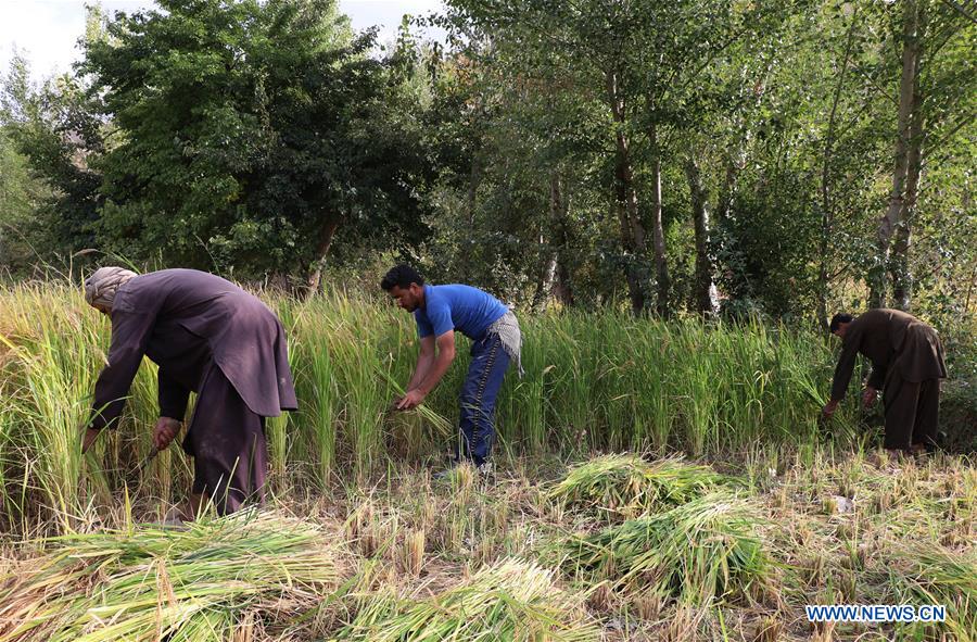 AFGHANISTAN-BAGHLAN-PADDY FIELD