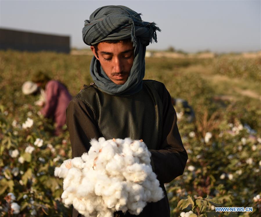 AFGHANISTAN-KANDAHAR-COTTON PLANTING