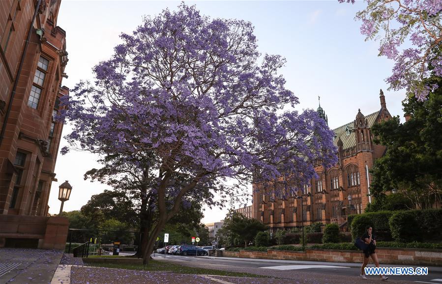 AUSTRALIA-SYDNEY-SCENERY